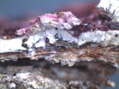 Byssomerulius psittacinus