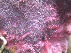 Byssomerulius psittacinus