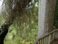 Usnea baileyi