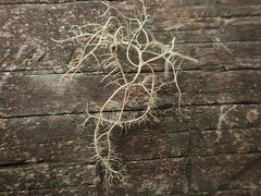 Usnea baileyi