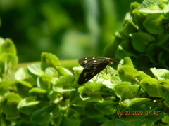 Dysauxes punctata