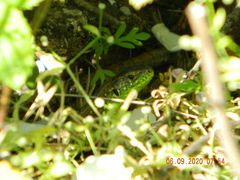 Lacerta agilis