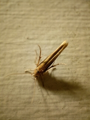 Stathmopoda skelloni