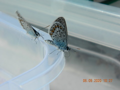 Plebejus