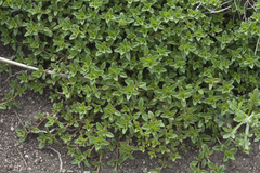Thymus semiglaber