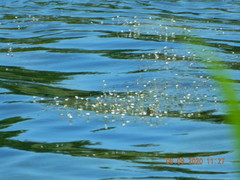 Pelophylax ridibundus