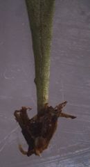 Notogrammitis angustifolia