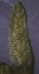 Notogrammitis angustifolia