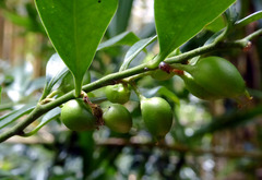Sarcococca confusa