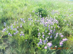 Astragalus onobrychis