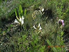 Astragalus ucrainicus