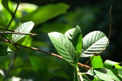 Tetracera