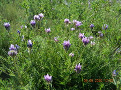 Astragalus onobrychis