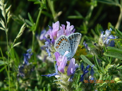 Plebejus