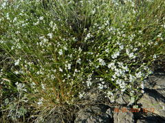 Asperula tephrocarpa