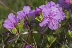 Rhododendron sichotense