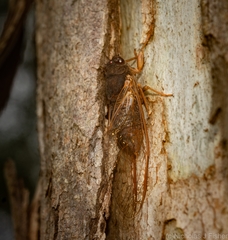 Birrima castanea