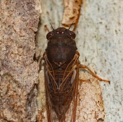 Birrima castanea