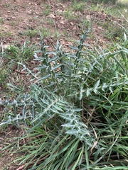 Galactites tomentosus