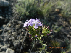 Dianthus pseudarmeria