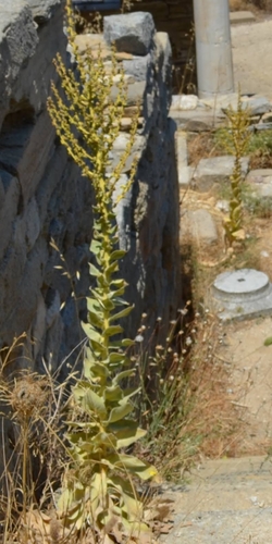 Image of Verbascum lasianthum by (c) Zac Peterson, some rights reserved (CC BY)