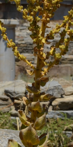 Image of Verbascum lasianthum by (c) Zac Peterson, some rights reserved (CC BY)