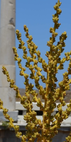 Image of Verbascum lasianthum by (c) Zac Peterson, some rights reserved (CC BY)