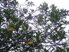 Pittosporum huttonianum