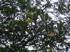 Pittosporum huttonianum