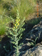 Linaria genistifolia