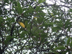Pittosporum huttonianum