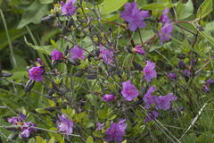 Rhododendron sichotense