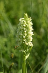 Dactylorhiza incarnata ochroleuca