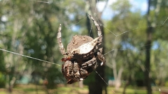 Caerostris sexcuspidata