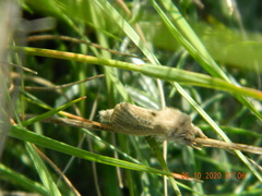 Phragmataecia castaneae