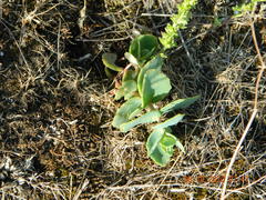 Hylotelephium maximum ruprechtii