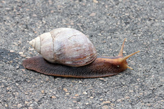 Lissachatina immaculata