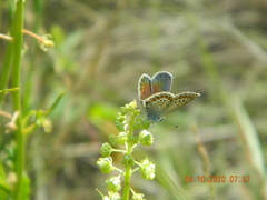 Plebejus