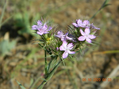 Dianthus pseudarmeria