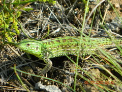 Lacerta agilis exigua