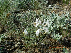 Astragalus ucrainicus