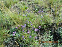 Astragalus onobrychis