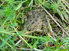 Pelophylax ridibundus