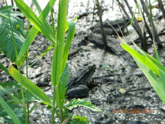 Pelophylax ridibundus