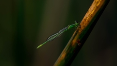 Agriocnemis kalinga