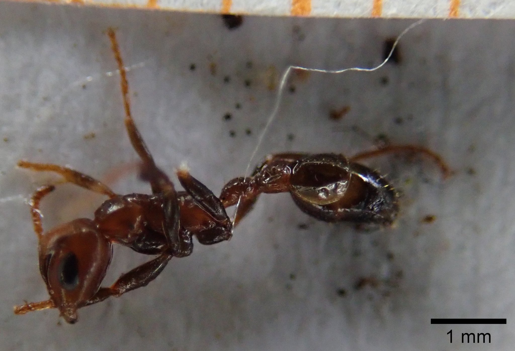 Pseudomyrmex spinicola