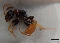 Pseudomyrmex boopis