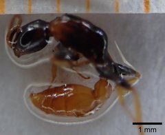 Pseudomyrmex boopis
