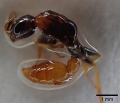 Pseudomyrmex boopis