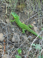 Lacerta agilis exigua